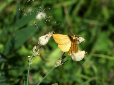 Butterfly on Silene inflata