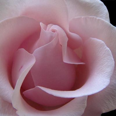 Perfect Rose