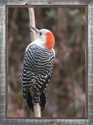 Framed Red-bellied Woodpecker.jpg