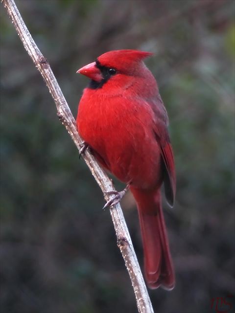Cardinal.jpg