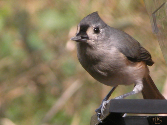 Tufted Titmouse.jpg