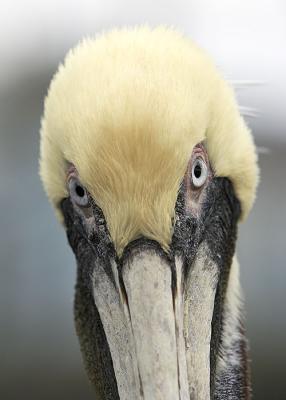 Brown Pelican - Heres looking at you