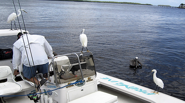 Inspecting the catch
