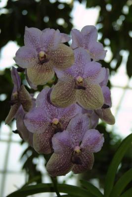 flower1.jpg