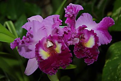 purple fl.jpg