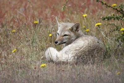 Patagonian grey fox at ease