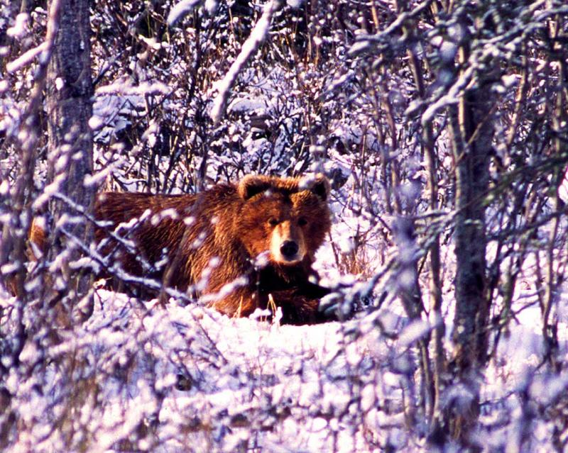 bear1.jpg