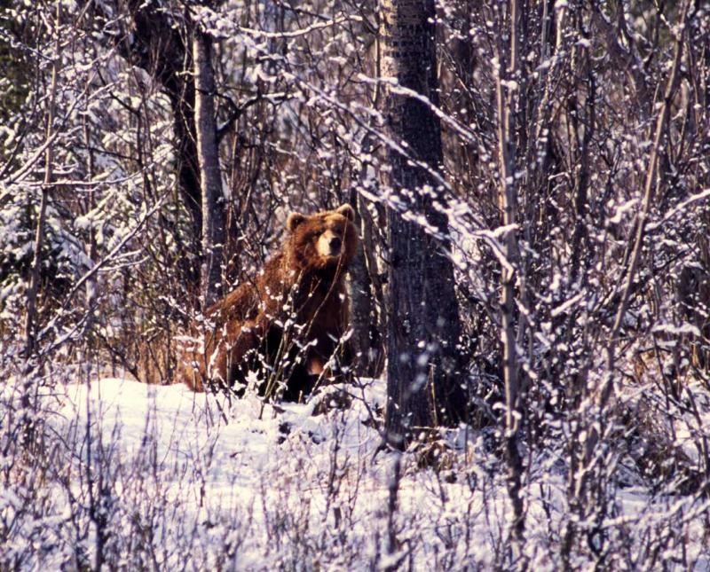 bear-3.jpg