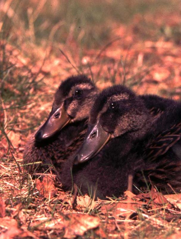 ducks1.jpg