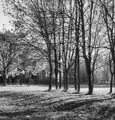 nag_autumn12a-bw.jpg