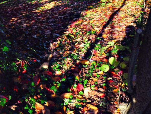 nag-autumn36.jpg