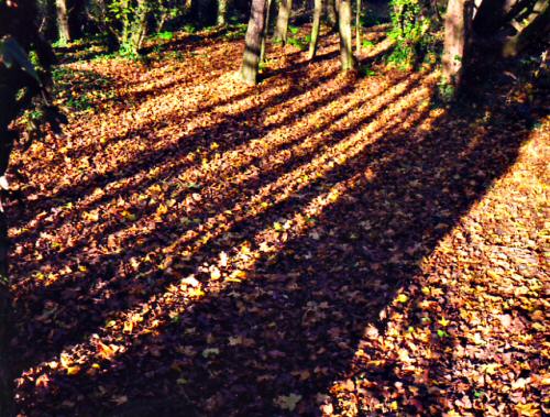 nag-autumn37.jpg