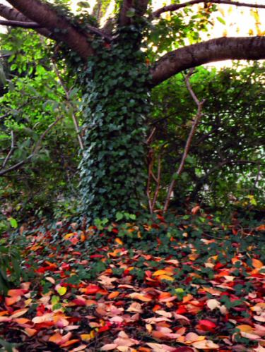 nag-autumn32.jpg