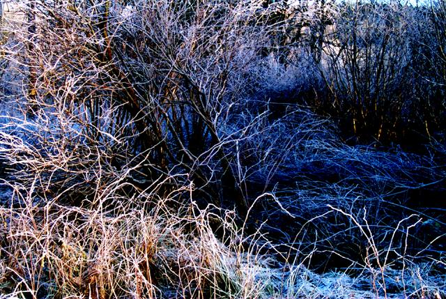 Frozen Field