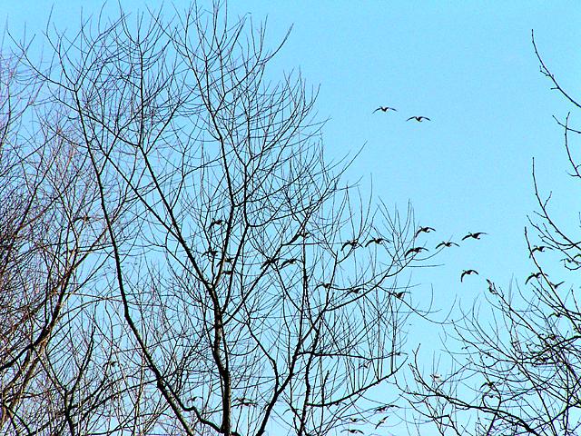 Geese Overhead
