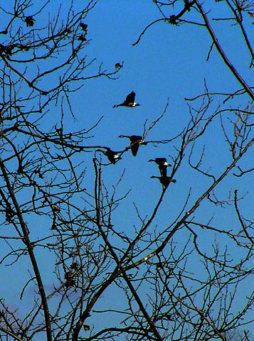 Geese Landing