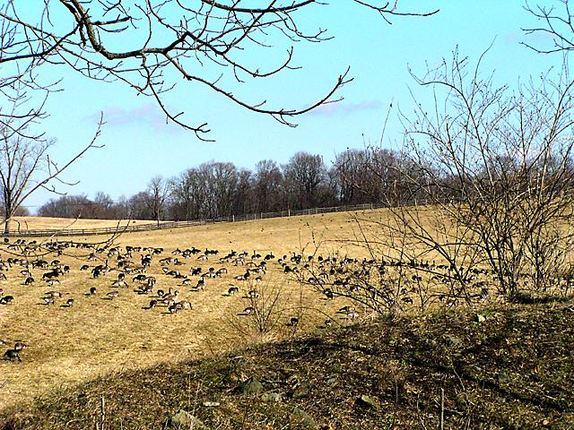 Geese Battalions 04