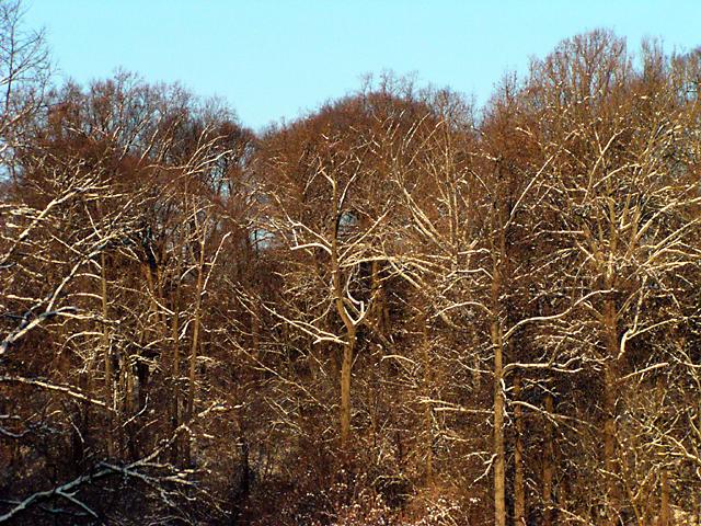 Snowy Branches