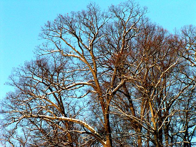 Bare Trees