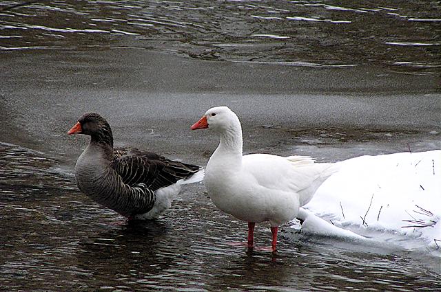 Brandywine River Ducks