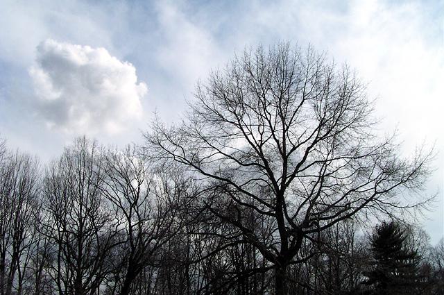 Trees And Clouds