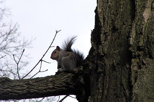 Squirrel Perch