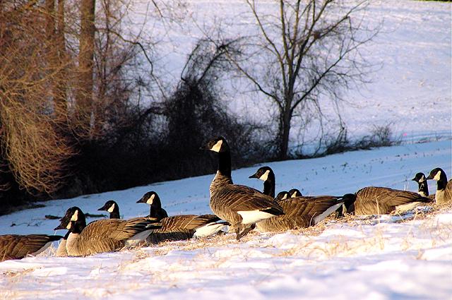 Geese In Last Snow