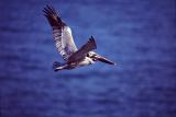 Brown Pelican at La Jolla Cove