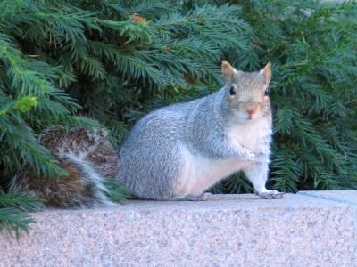 Squirrel, Scudder Plaza