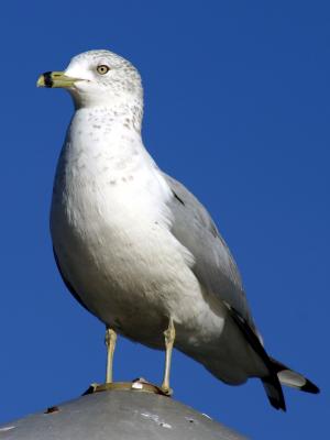 Seagull