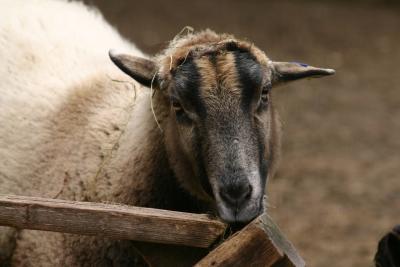 Other Goat