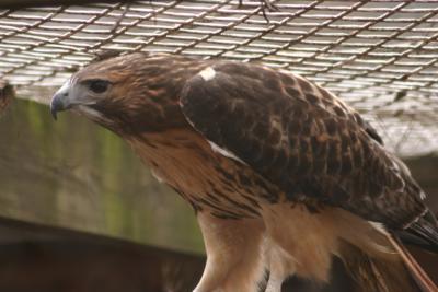 Red-Tailed Hawk