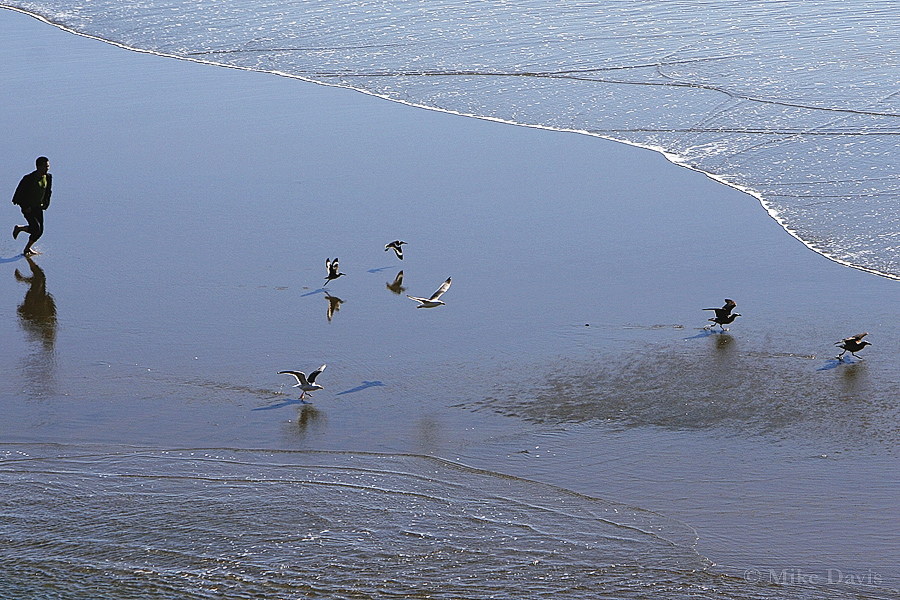 Chasing Gulls