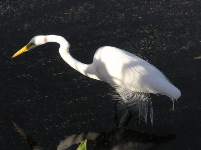Great Egret