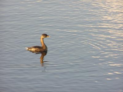 Pied-Billed Grebe