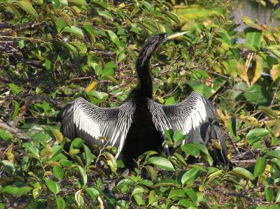 Drying wings