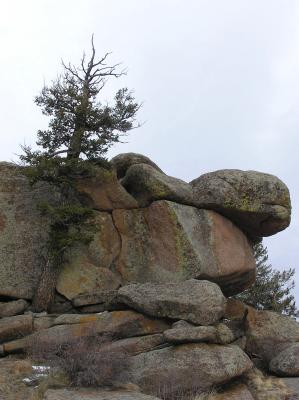 Tree & Rocks