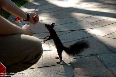 Harbin 哈爾濱 - 太陽島 Sun Island - Squirrel