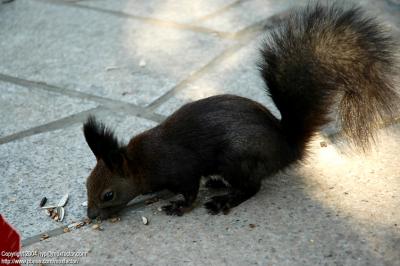 Harbin 哈爾濱 - 太陽島 Sun Island - Squirrel