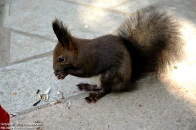 Harbin 哈爾濱 - 太陽島 Sun Island - Squirrel