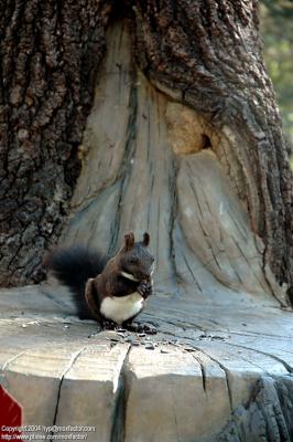 Harbin 哈爾濱 - 太陽島 Sun Island - Squirrel