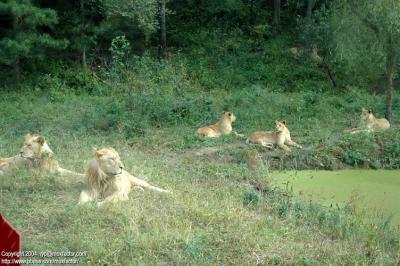 Shenyang 瀋陽 - 棋盤山森林野生動物園 - Lion