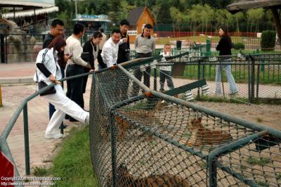 Shenyang 瀋陽 - 棋盤山森林野生動物園 - 沒品的野蠻北佬 Barbaric Northerners Trying to Kick the Cubs