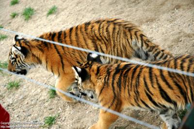 Shenyang 瀋陽 - 棋盤山森林野生動物園 - 東北虎 Manchurian Tiger (Felis tigris manschurica)