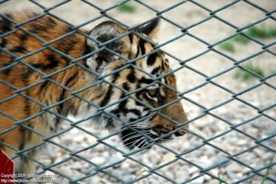Shenyang 瀋陽 - 棋盤山森林野生動物園 - 東北虎 Manchurian Tiger (Felis tigris manschurica)