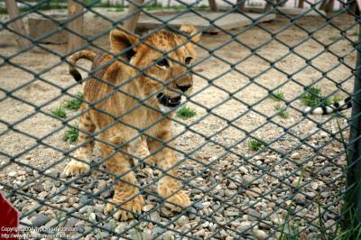 Shenyang 瀋陽 - 棋盤山森林野生動物園 - Lion Cub