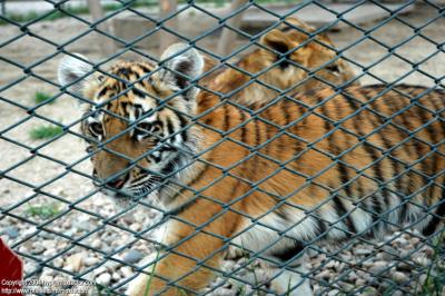 Shenyang 瀋陽 - 棋盤山森林野生動物園 - Lion + Tiger Cubs