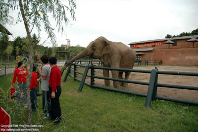 Shenyang 瀋陽 - 棋盤山森林野生動物園 - Elephant