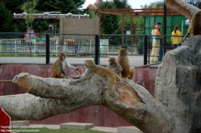 Shenyang 瀋陽 - 棋盤山森林野生動物園 - Monkeys