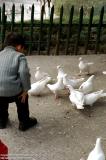 Hangzhou 杭州 - 白鴿 Doves
